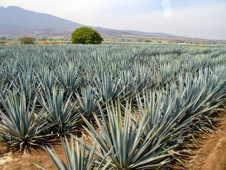 agave en Tequila